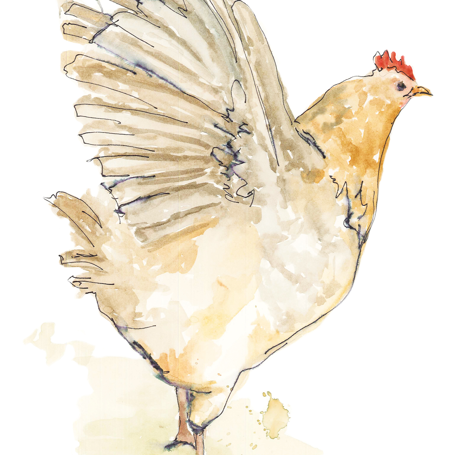 rooster illustration